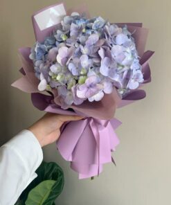 Hydrangea - 绣球花