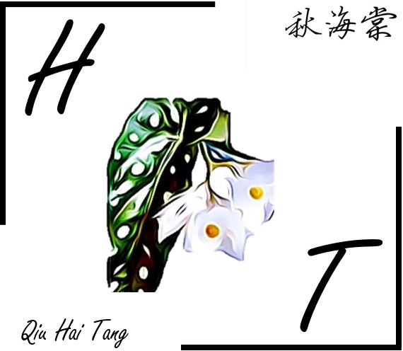 H.T Flower 秋海棠