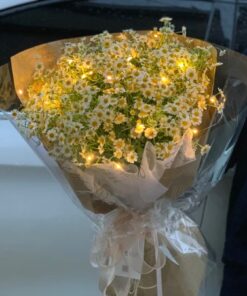 Daisy - 雏菊
