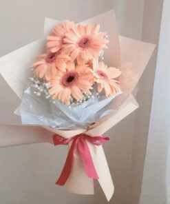 Gerbera - 非洲菊